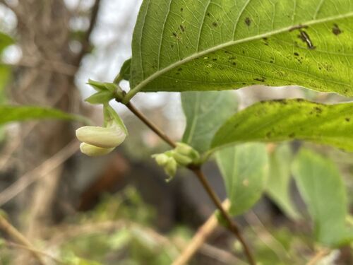 Lonicera fragrantissima