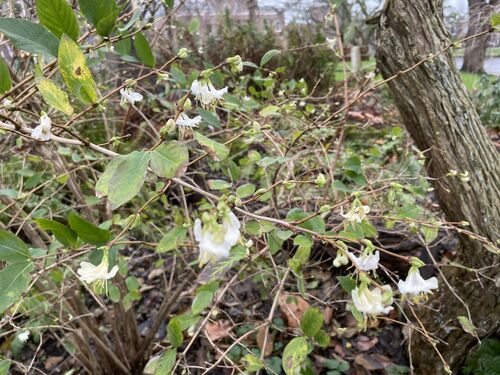 Lonicera fragrantissima