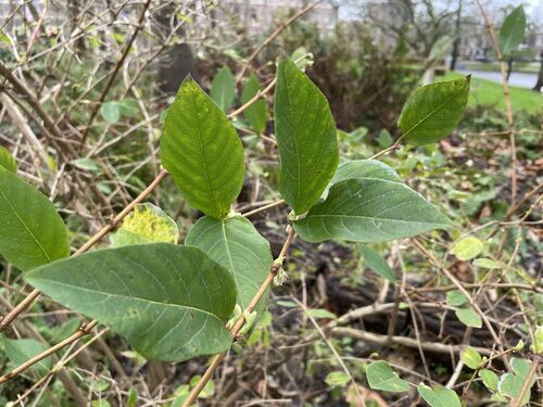 Lonicera fragrantissima
