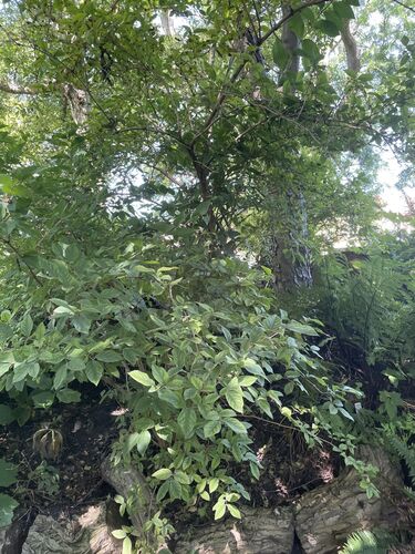 Lonicera fragrantissima