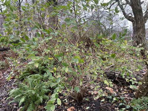 Lonicera fragrantissima