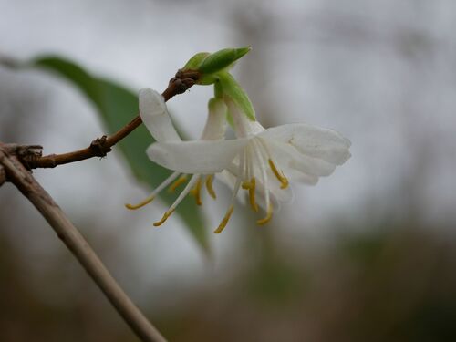 Lonicera fragrantissima
