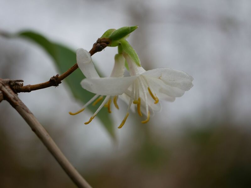 Lonicera fragrantissima