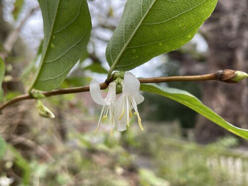 Lonicera fragrantissima