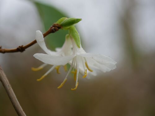 Lonicera fragrantissima