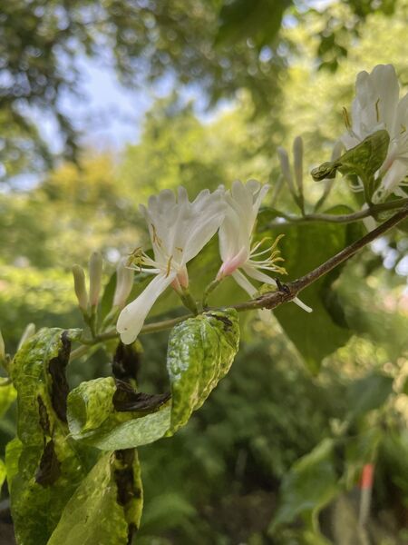 Lonicera maackii