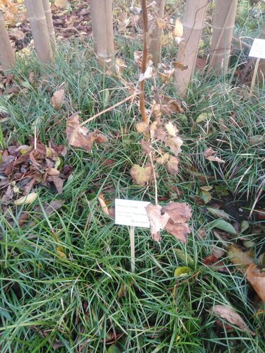 Macleaya cordata