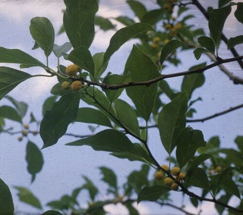 Maclura tricuspidata