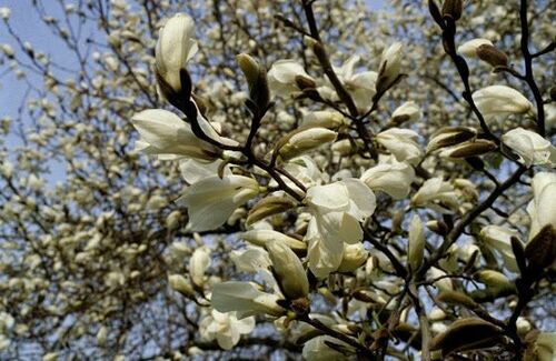 Magnolia kobus