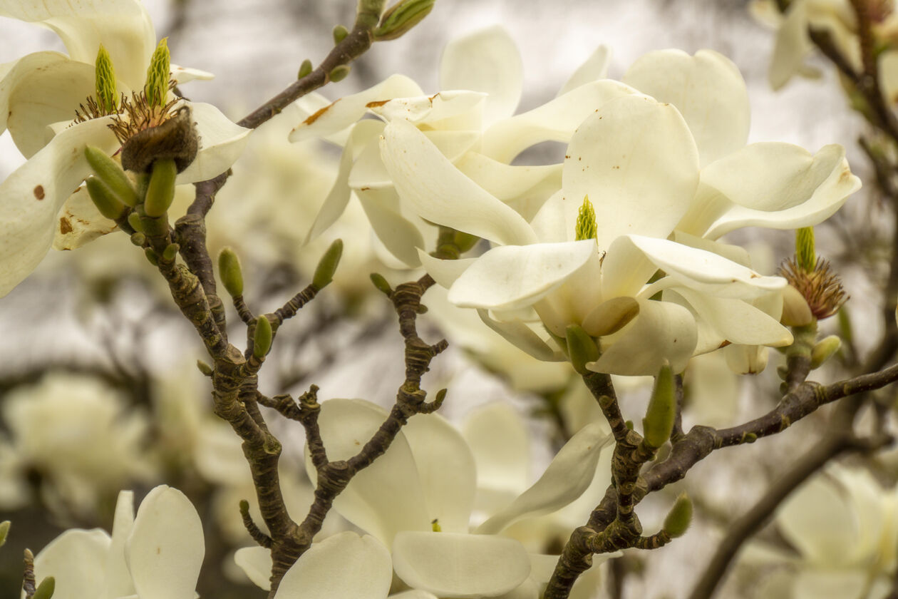 Magnolia × soulangeana Cunie Sleijpen