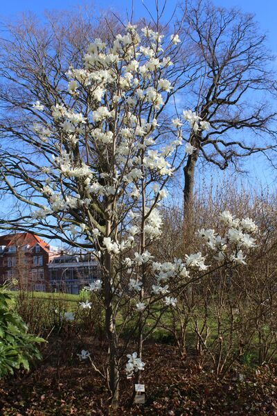 Magnolia × soulangeana