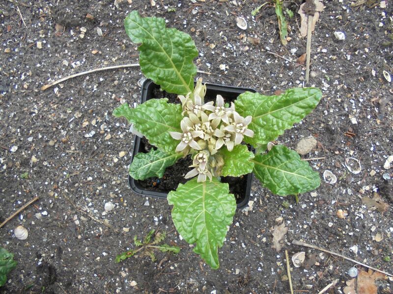 Mandragora officinarum