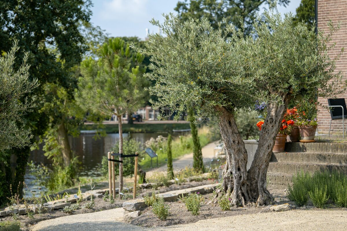 Mediterrane tuin