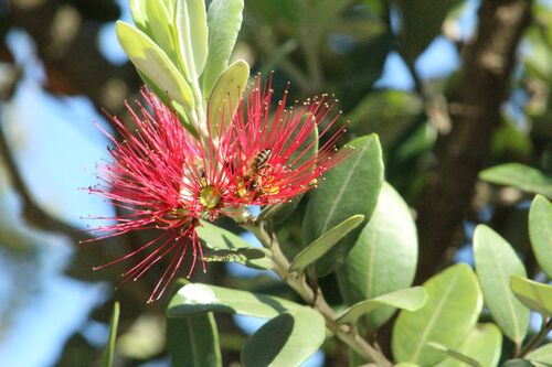 Metrosideros excelsa