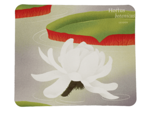 Muismat Victoria Amazonica