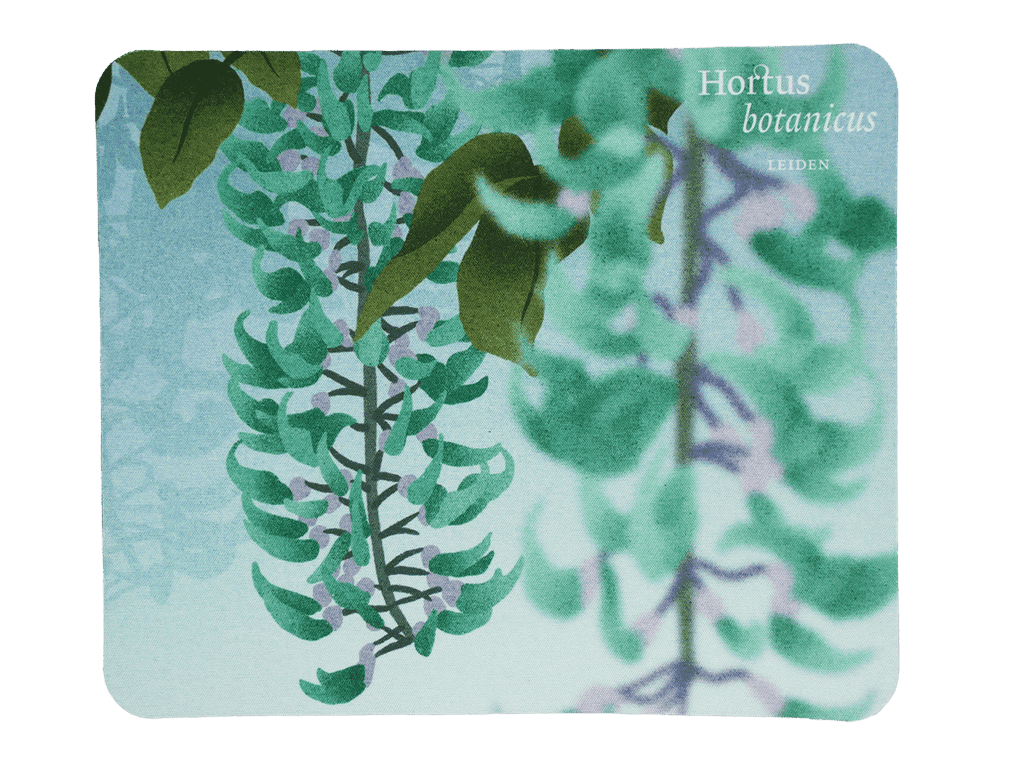 Muismat Victoria Amazonica