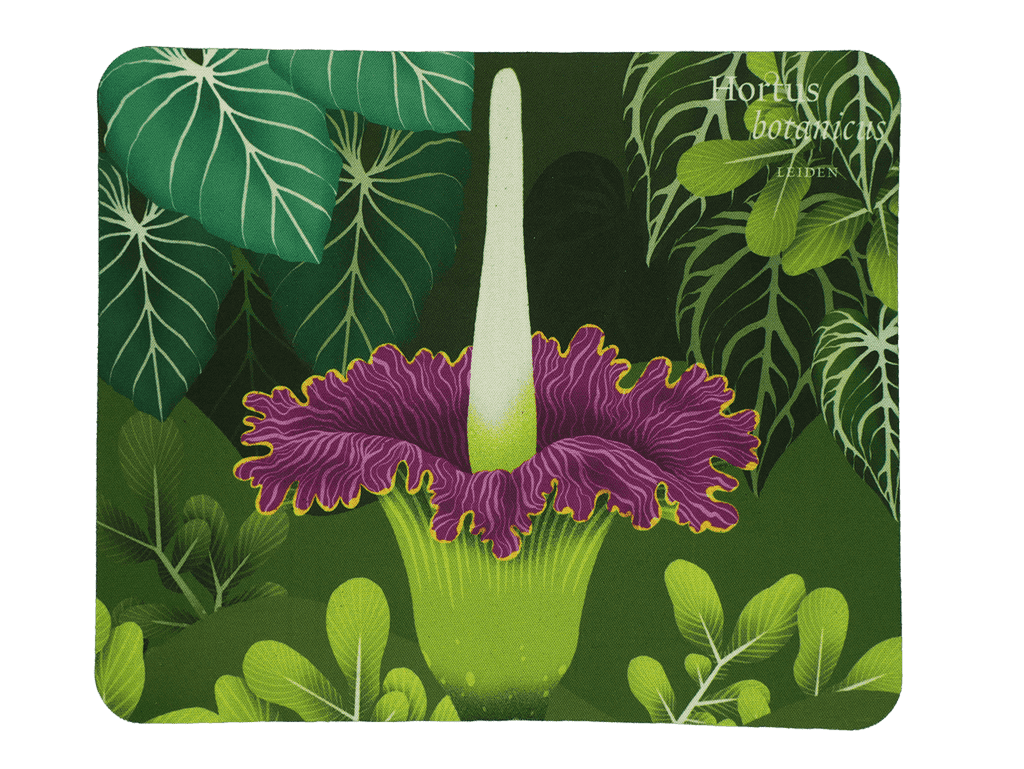 Muismat Victoria Amazonica