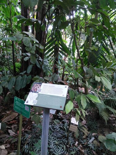 Myristica fragrans
