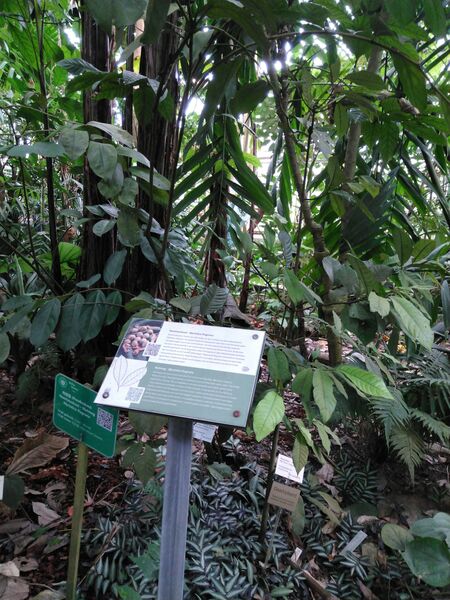 Myristica fragrans