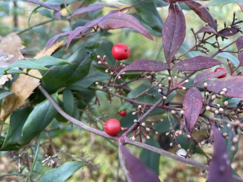 Nandina domestica