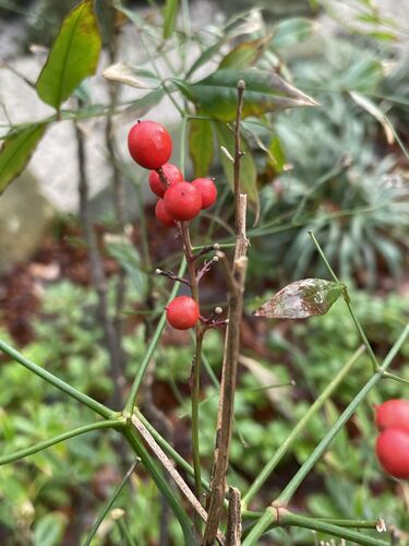 Nandina domestica