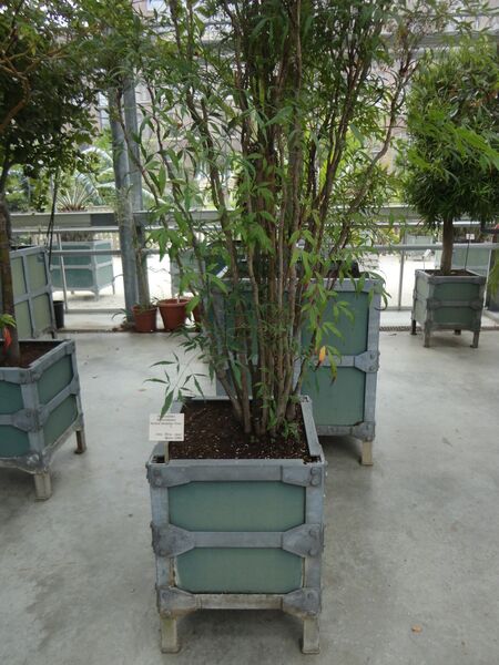 Nandina domestica