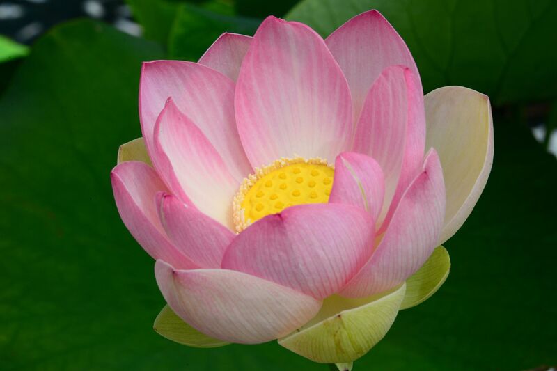 Nelumbo nucifera 'Pekinensis Rubra'