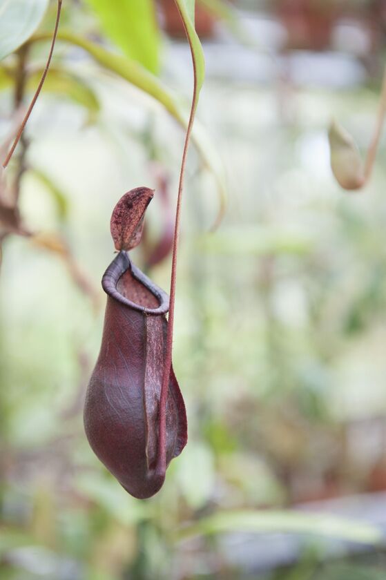 Nepenthes 1 Credit Duco de Vries
