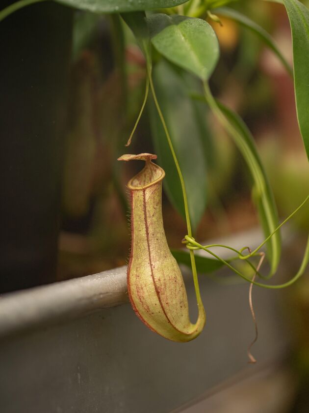 Nepenthes 1 Credit Simone Both