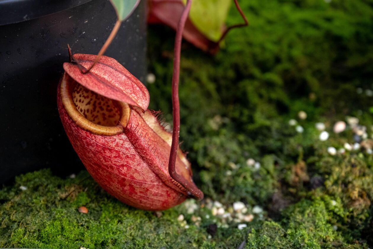 Nepenthes 2 Credit Duco de Vries.jpg