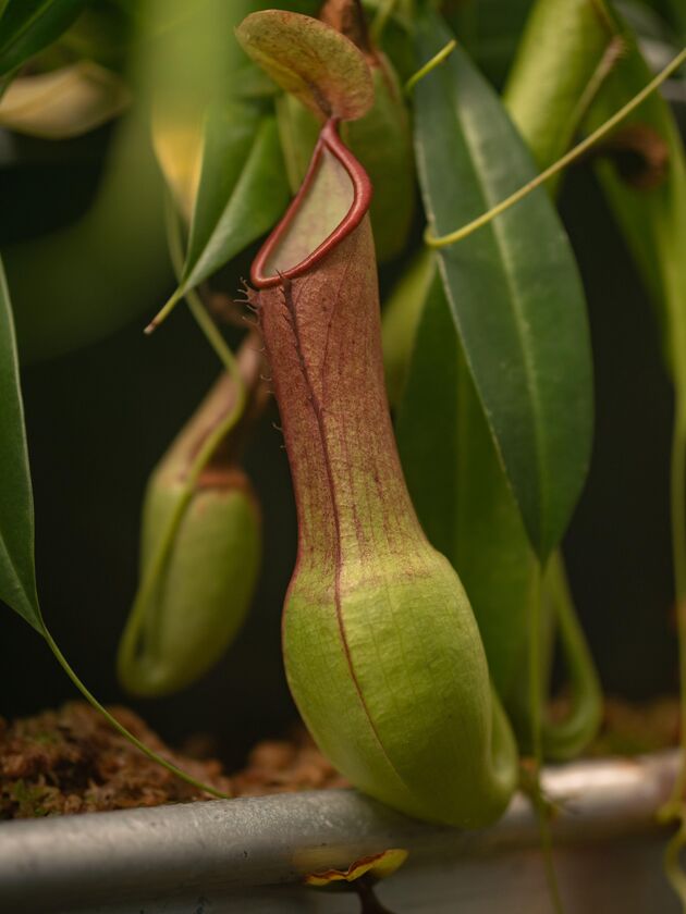 Nepenthes 2 Credit Simone Both