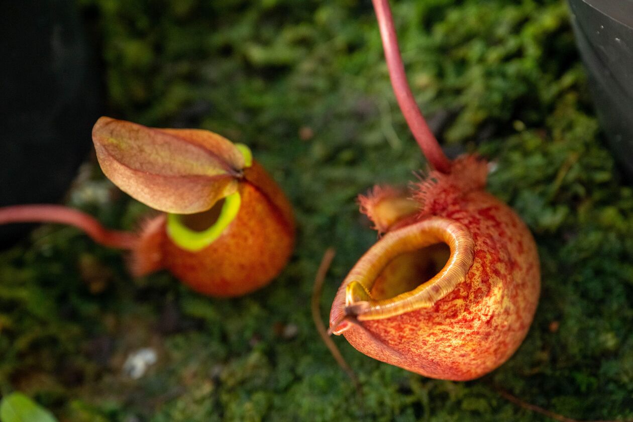 Nepenthes 3 Credit Duco de Vries.jpg