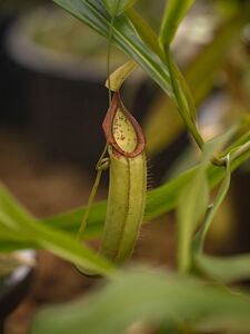 Nepenthes 3 Credit Simone Both