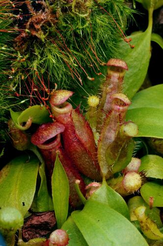 Nepenthes bokorensis