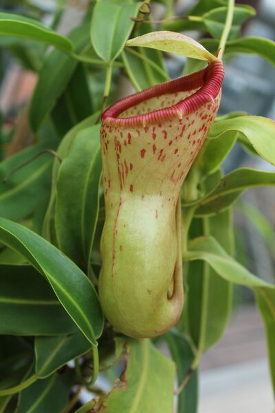 Nepenthes ventricosa