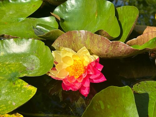 Nymphaea alba