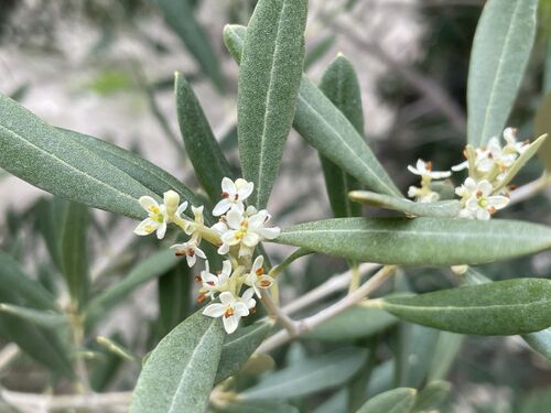 Olea europaea
