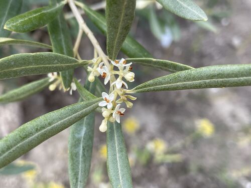 Olea europaea