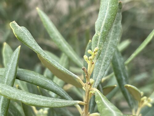 Olea europaea