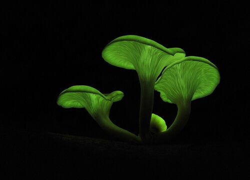 Omphalotus nidiformis