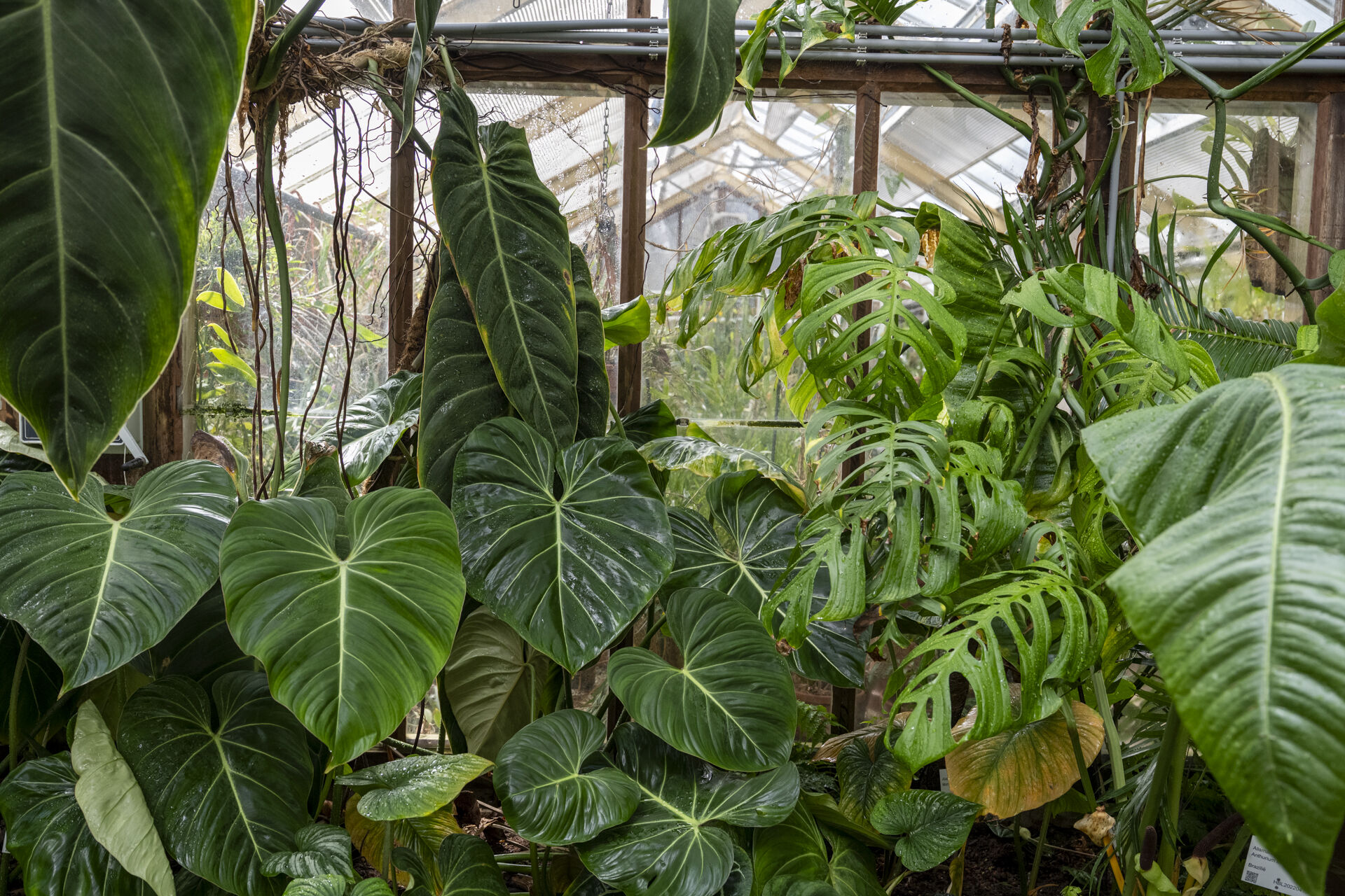 Op kamerplantensafari door de kassen