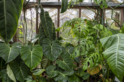 Op kamerplantensafari door de kassen