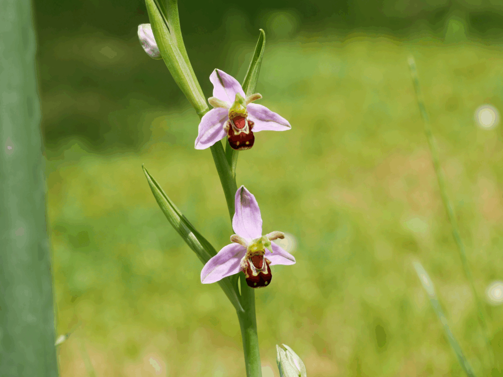 Ophrys apifera Credit HBL