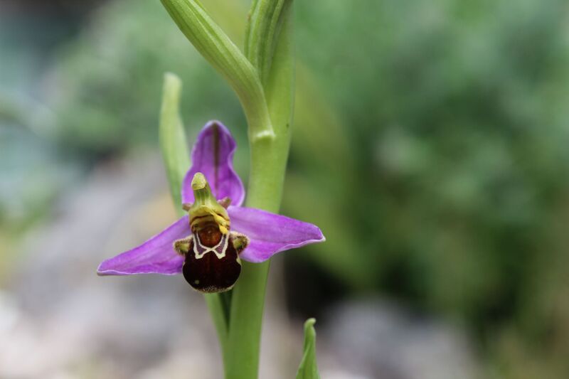 Ophrys apifera