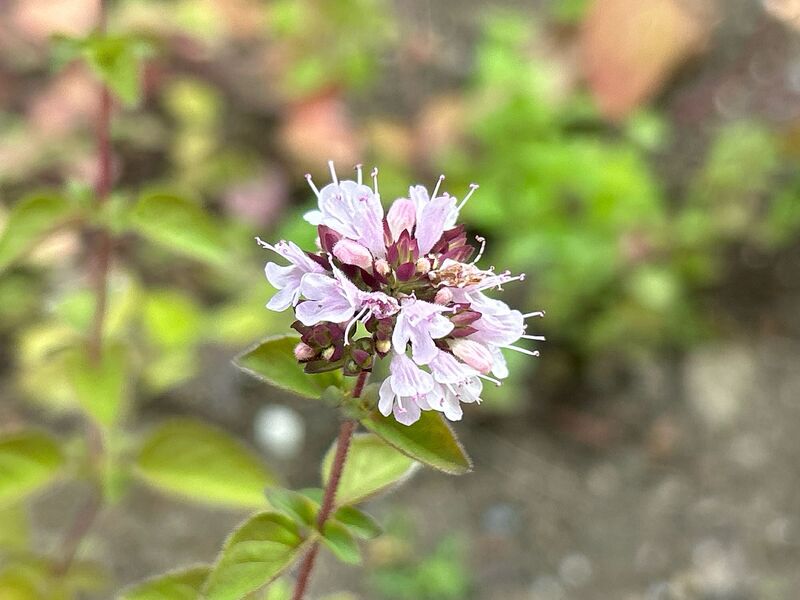 Origanum vulgare