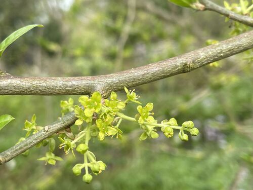 Orixa japonica