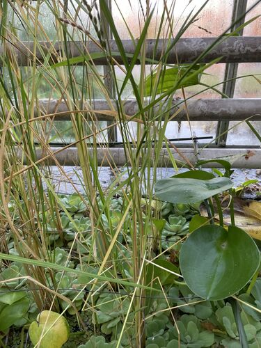 Oryza glaberrima