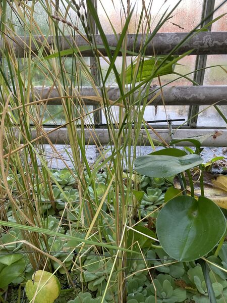Oryza glaberrima