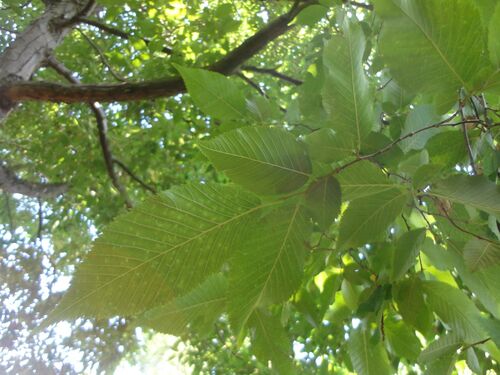 Ostrya virginiana