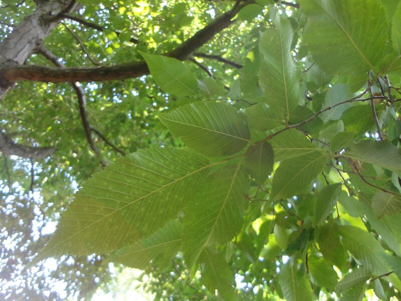 Ostrya virginiana